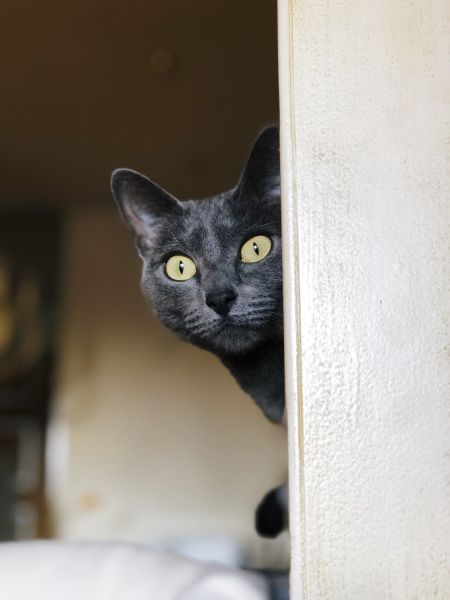 Een Corat met heldergroene ogen, die naar geel overgaan. Dit is een aanwijzing voor de jonge leeftijd van de kat; de groene oogkleur kan tot 2 jaar duren om zich te vormen.