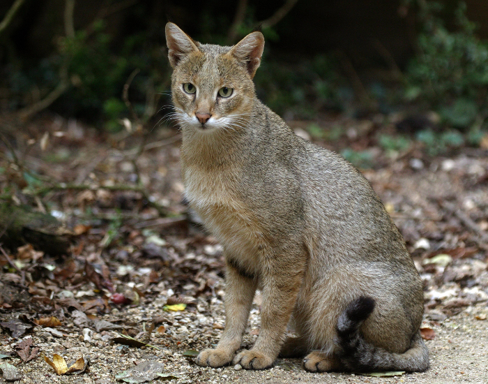 Een moeraskat in de jungle.