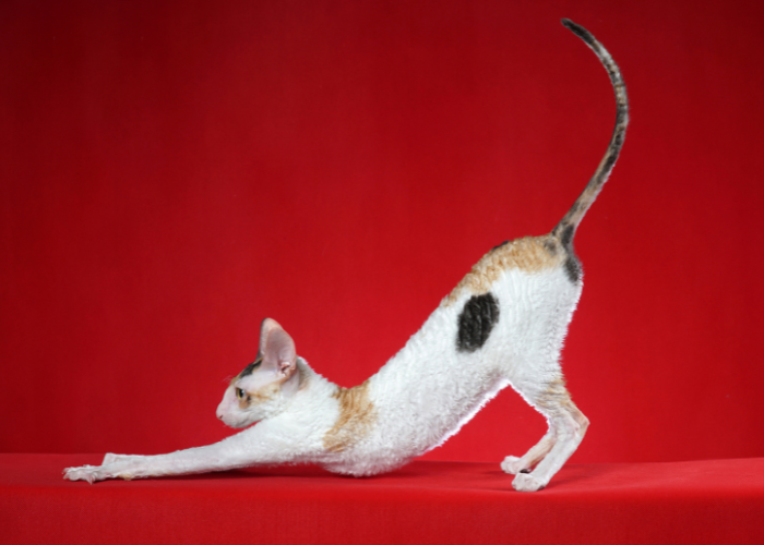 Cornish Rex Kätzchen.