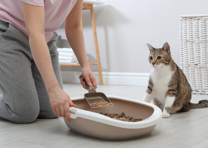 Reiniging van de kattenbak.