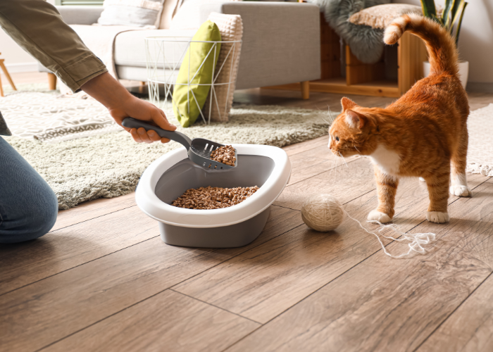 Kat bij het reinigen van de kattenbak.