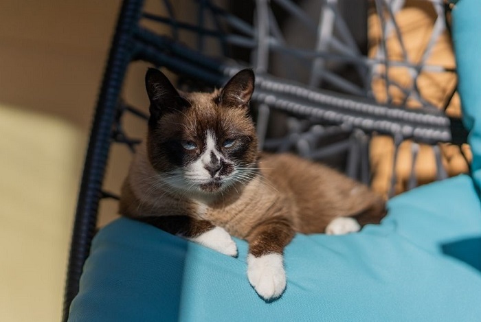 Snowshoe kattenpoot, kenmerkende witte sok.