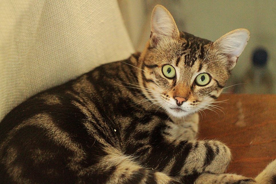 Een volwassen Toyger kat ligt op een krabpaal.