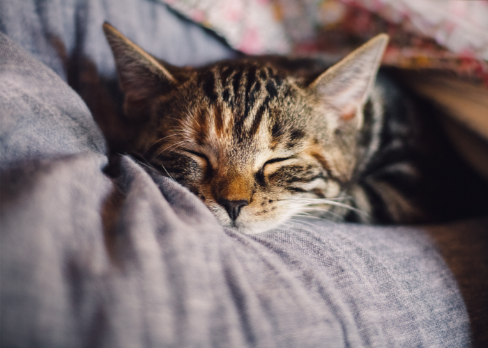 Kat met leukemie.