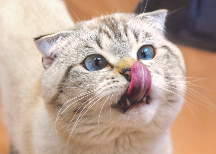 Het scheel kijken van een kat kan een symptoom van een ziekte zijn.
