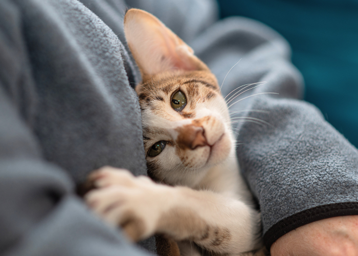 Is het mogelijk dat het syndroom van Down aanwezig is bij een kitten?