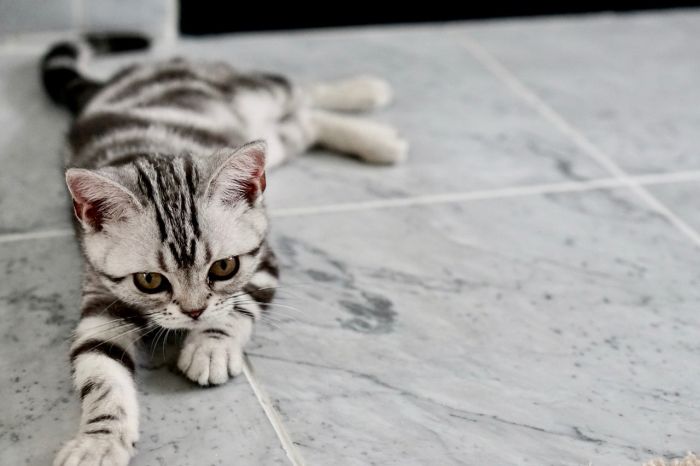 Een Brits kattenjong ligt op de buik.