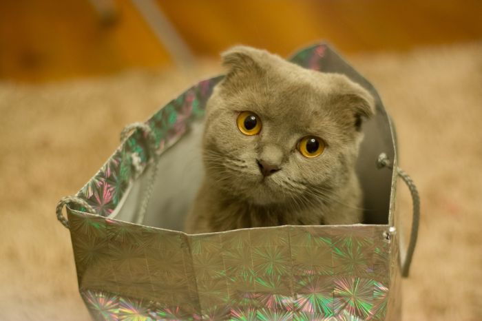 Scottish Dangle Cat in een geschenktasje.
