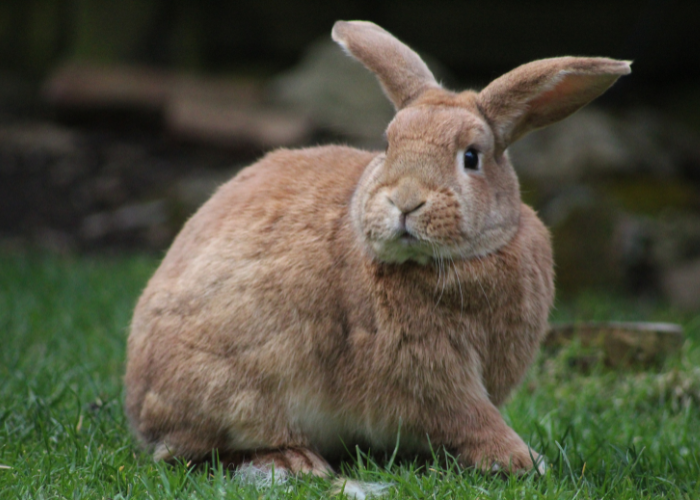 Konijn op het weiland.