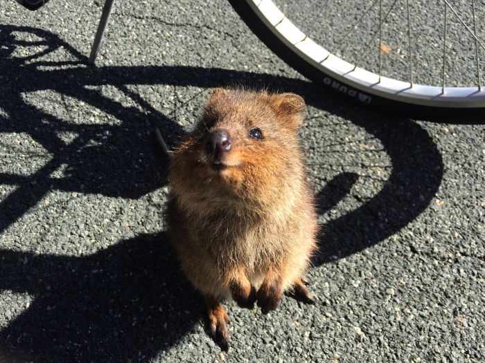 Quokka zit naast de fiets