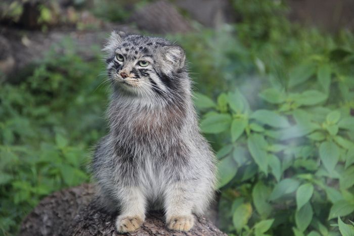 De Manul in de jungle.