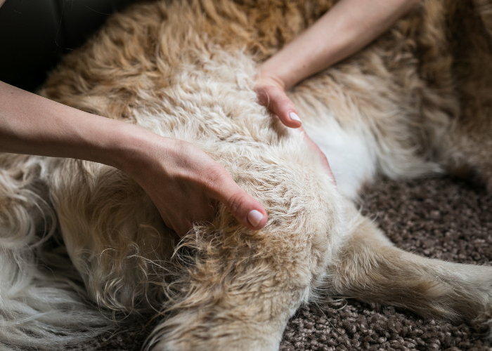 Gewrichtsmassage voor uw hond.
