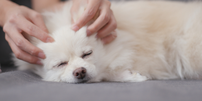 Ontspanningsmassage voor de hond.