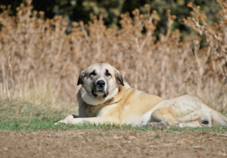 Een Spaanse Dog ligt in het gras.