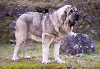 Uiterlijk van de Spaanse Dog.