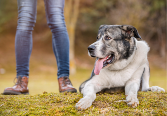 Spaanse Dog gestroomd