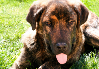 Spaanse gestroomde Dog.