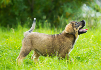 Spaanse Dog puppy.