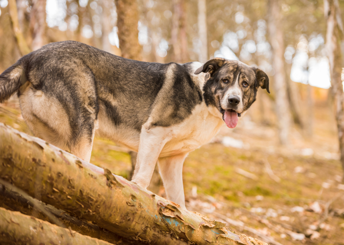 Spaans Mastiff in het bos.