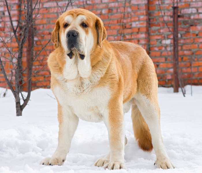 Een Latijns-Amerikaanse Dog in de sneeuw.