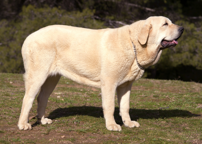 Gele Spaanse Dog.
