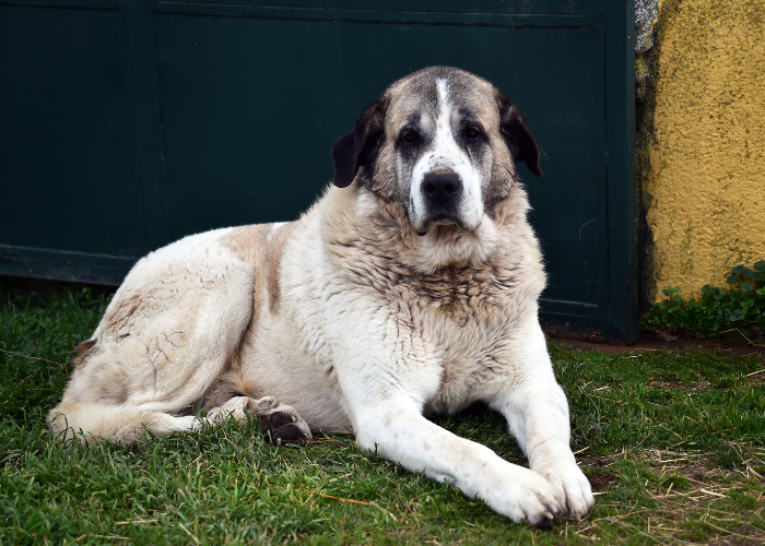 Pyrenese Mastiff ligt.