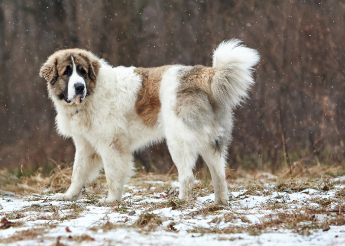 Witte Pyrenese Mastiff met bruine vlekken