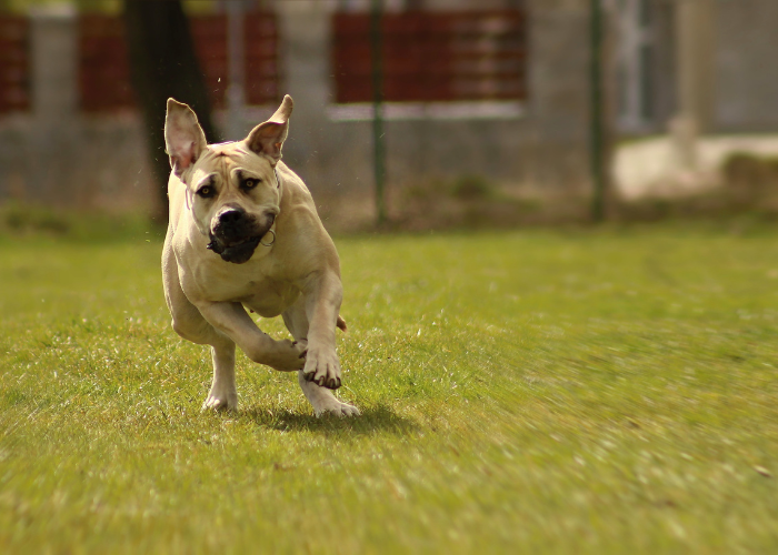 Beige Boerboel.