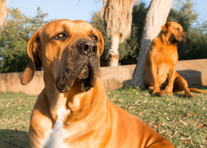 Zuid-Afrikaanse Mastiffs