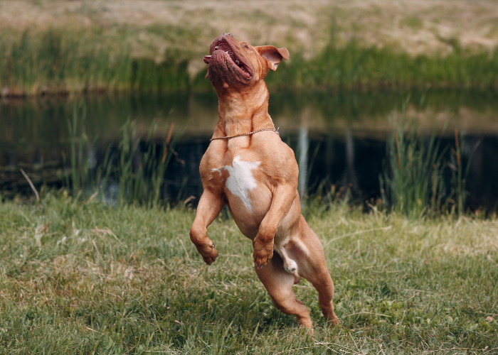 Bordeauxdogge met sterk zichtbare Muskulatuur.