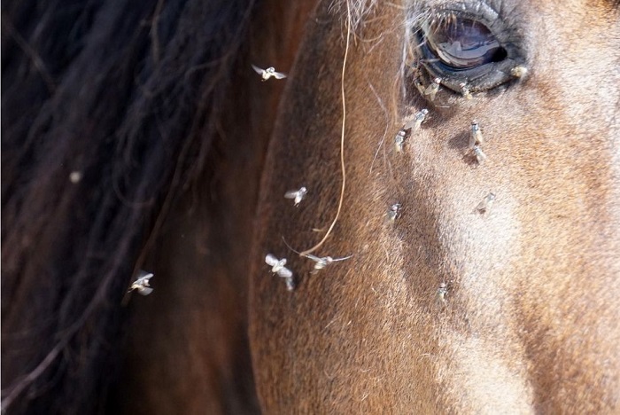 Vrouwelijke paardenvlieg