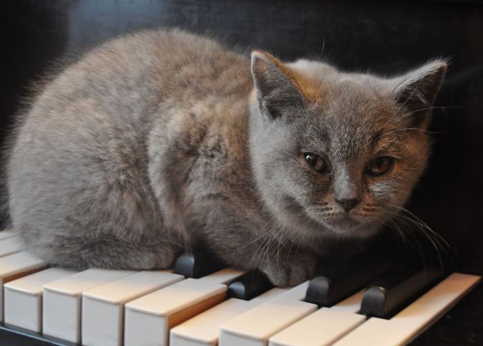 Een Britse kat zit op de toetsen van een piano.