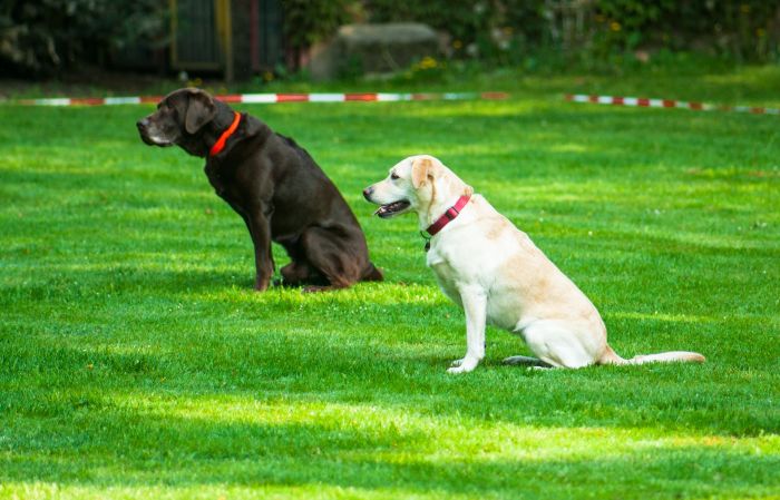 Twee Labradors leren het commando 'Blijf'.