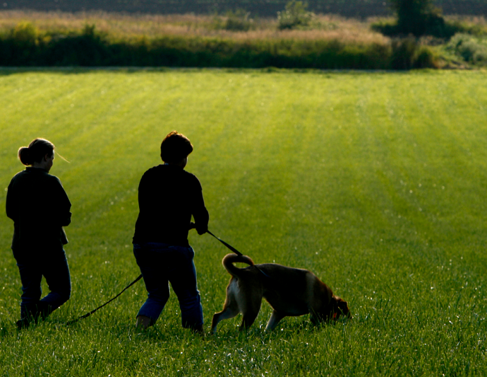 De hond leren sporen