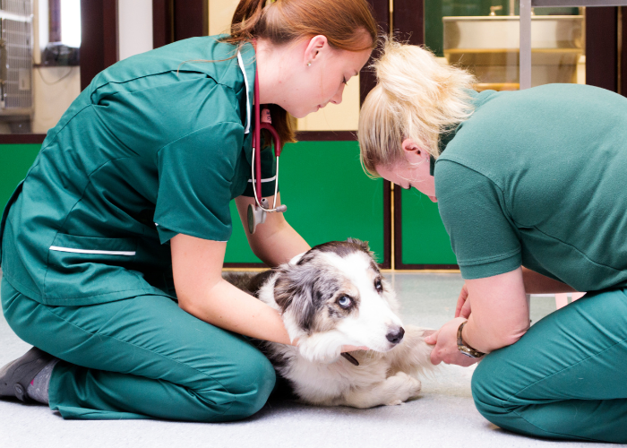 Bloedafname van een hond bij de dierenarts.
