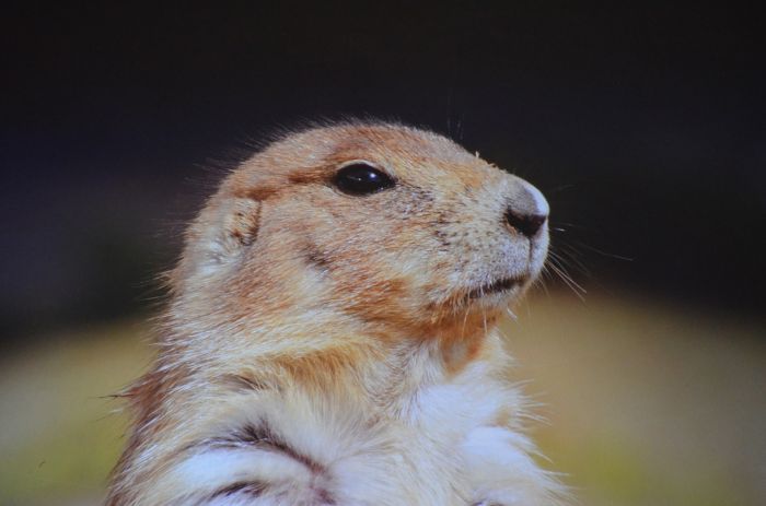 Prairiehond kijkt naar buiten