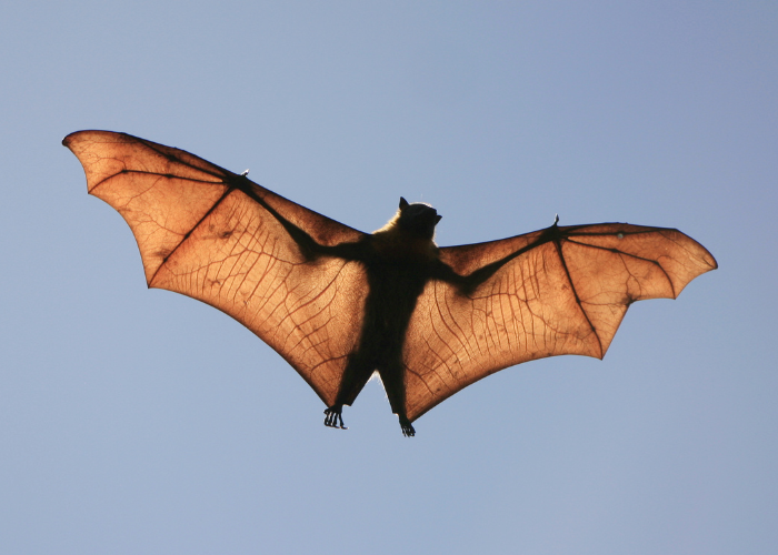 Vleermuis in de vlucht.