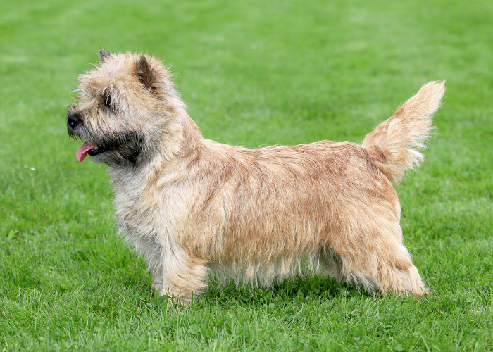 Norwich Terrier Standaard