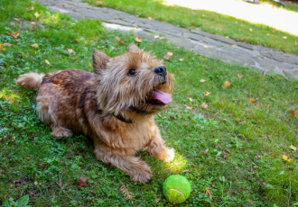 Norwich Terrier speelt met de bal