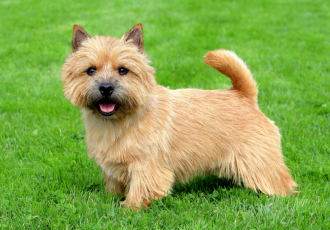 Een korthaar Norwich Terrier.