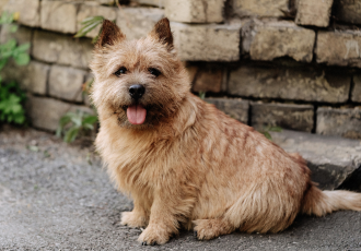 Norwich Terrier zit.