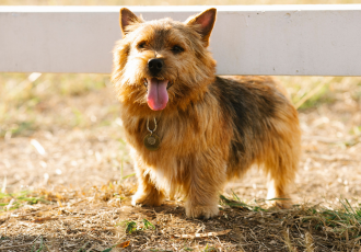 Ongesneden Norwich Terrier.