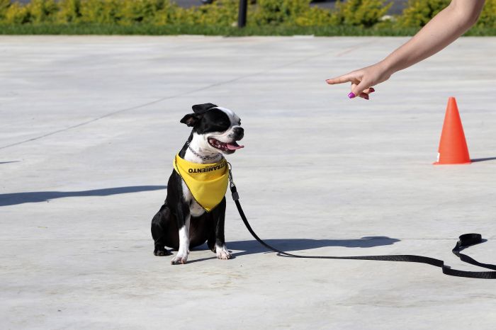 De Boston Terrier leert het commando 'Zit'.