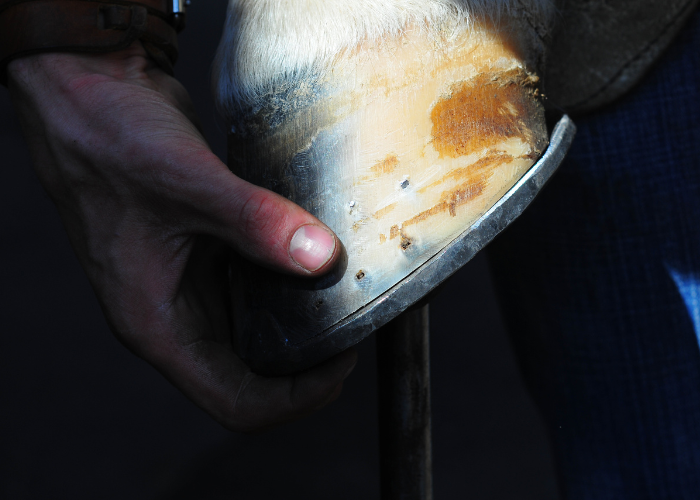 Hoefijzer bij een paard.
