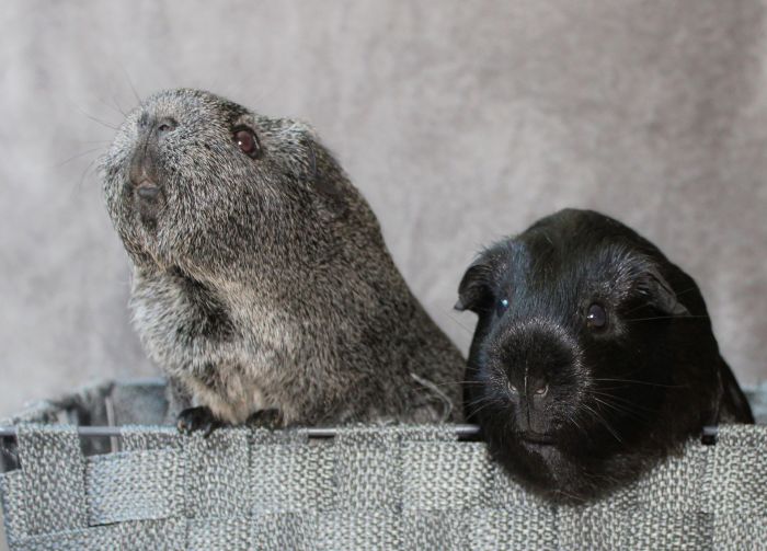 Twee cavia's in een mand.