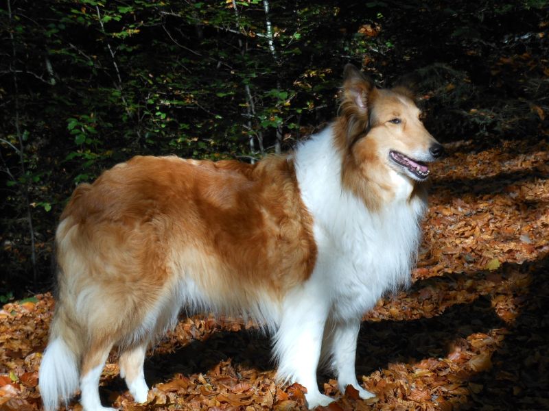 De Schotse Herder Collie heeft een krachtige, maar atletische lichaamsbouw die perfect in een rechthoek past.