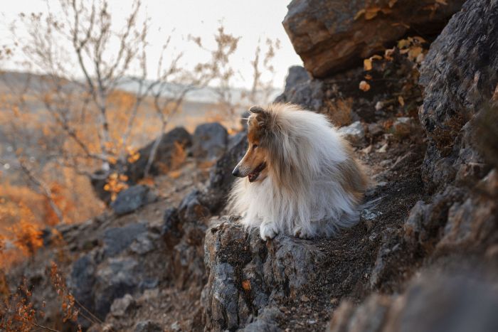 Lessie is Langhaarcollie