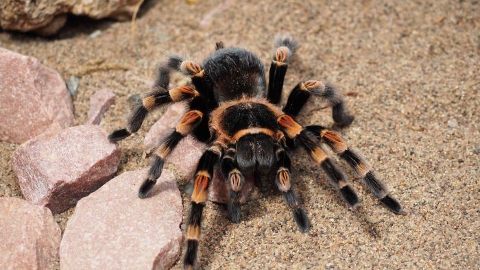 Oekraïense tarantula in een terrarium