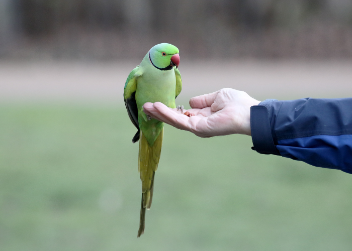 Een Alexandretta-papegaai op de hand van een man.