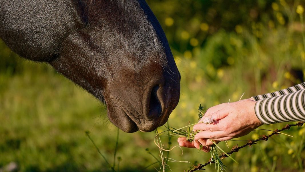 Bepaalde planten en groenten zoals peterselie, laxeermiddelen en pompoen kunnen het risico op een besmetting bij het paard verminderen.
